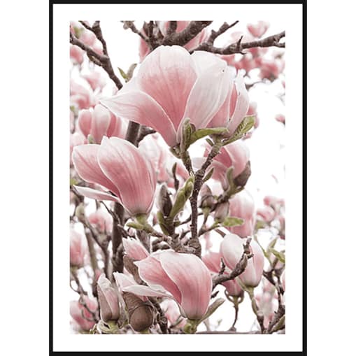 Poster Story, Plakat, Obraz - Różowa Magnolia w Akwareli, wymiary 50 x 70 cm