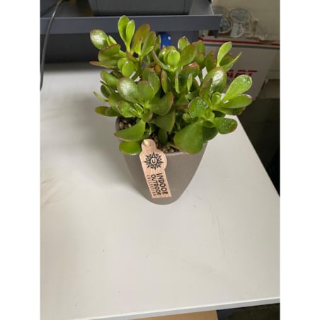 Crassula Minor| Uszy Shreka | Grubosz – Ø 13cm – wysokość 22,5cm