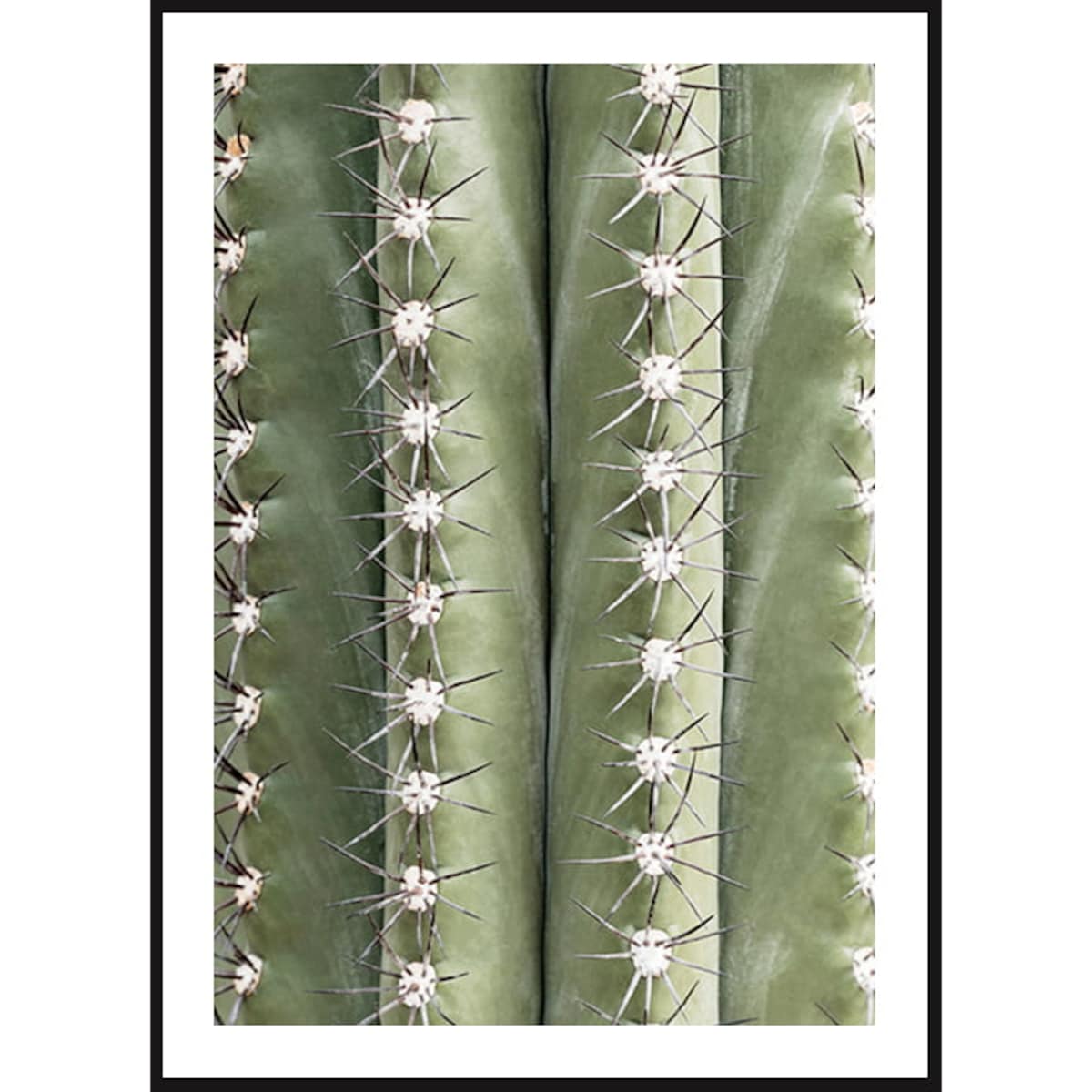 Poster Story, Plakat, Obraz - Kolce Kaktusa, wymiary 21 x 30 cm
