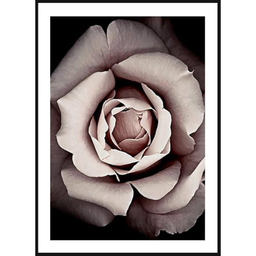 Poster Story, Plakat, Obraz - Rozkwitająca Róża, wymiary 30 x 42 cm