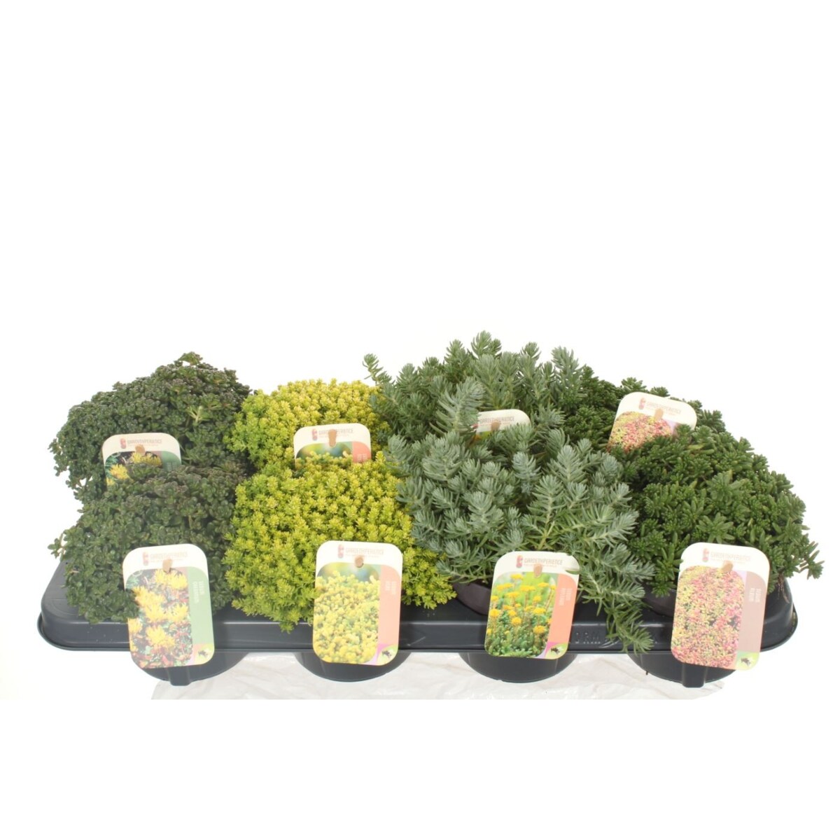 Zestaw mix 8 roślin Sedum doniczka 13cm wysokość 20cm