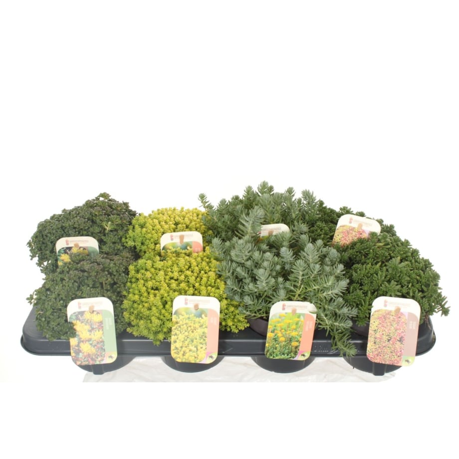 Zestaw mix 8 roślin Sedum doniczka 13cm wysokość 20cm
