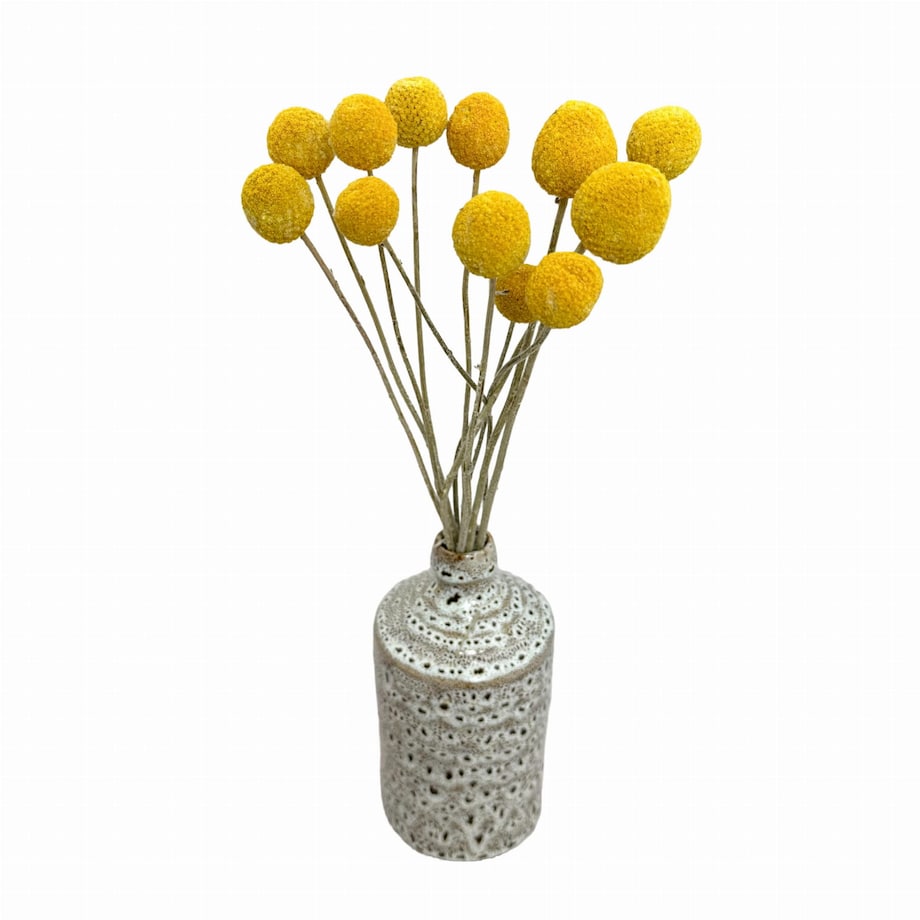 Suszona Kraspedia Naturalna ok. 10-12 szt.