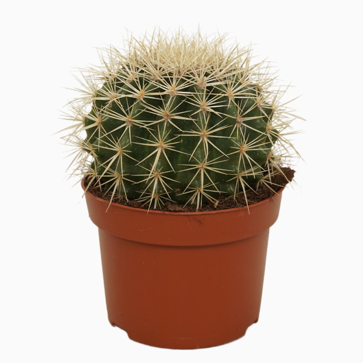 Echinocactus grusonii | Doniczka Ø 13 cm | Wysokość ok. 15 cm