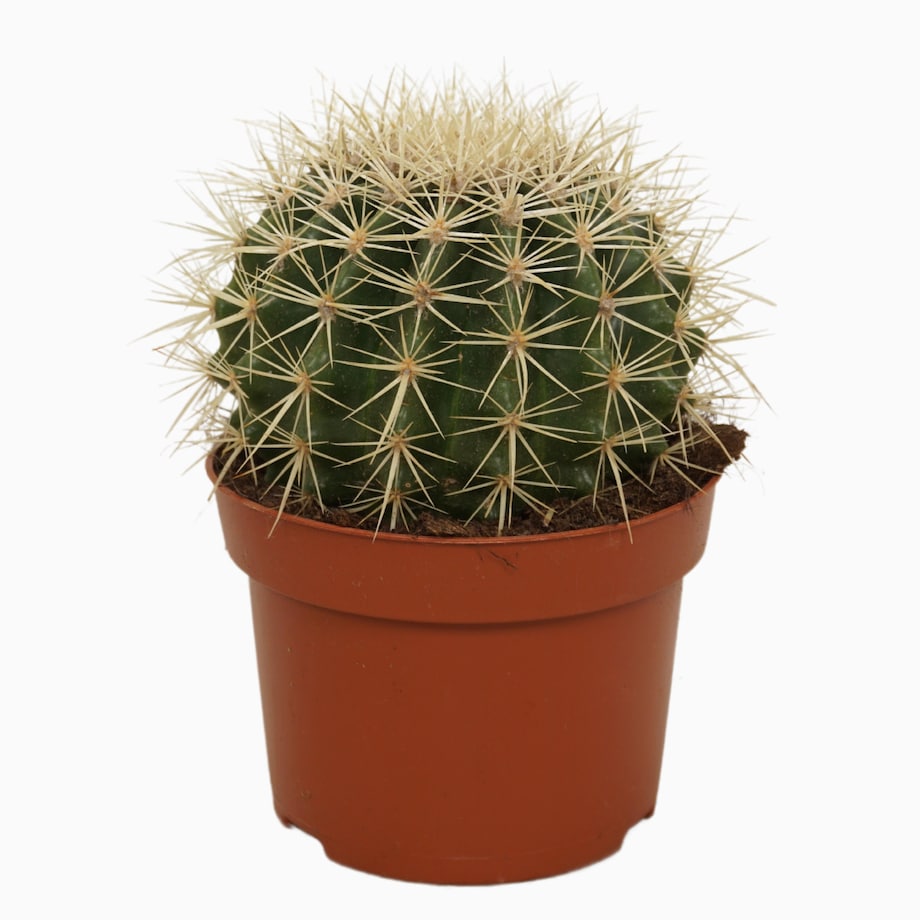 Echinocactus grusonii | Doniczka Ø 13 cm | Wysokość ok. 15 cm