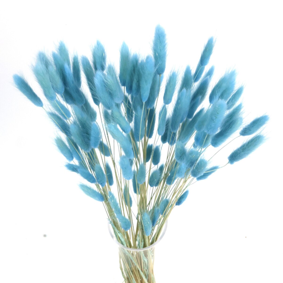 lagurus suszony niebieski