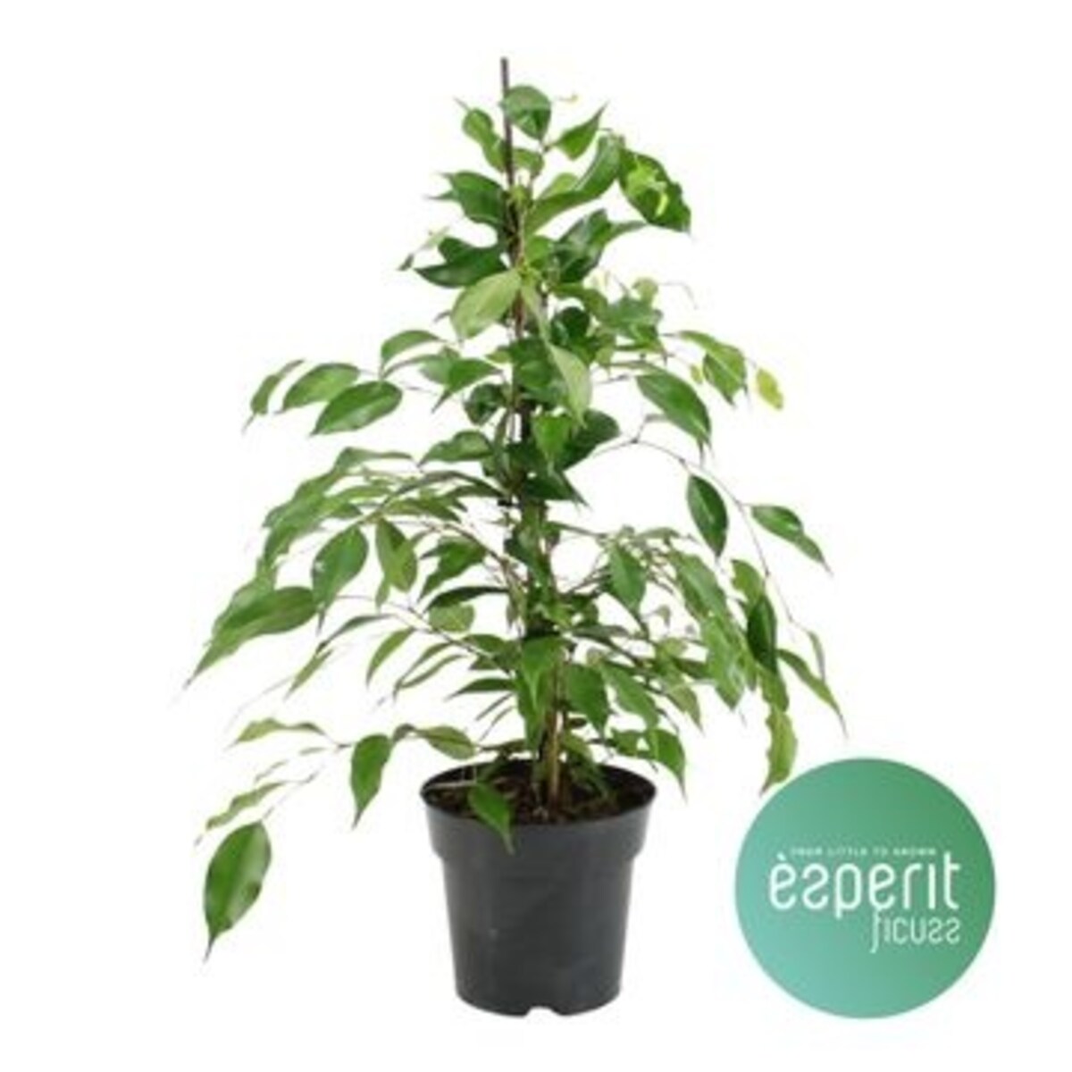 Fikus benjamina Danita– doniczka Ø 17 cm – wysokość 70 cm