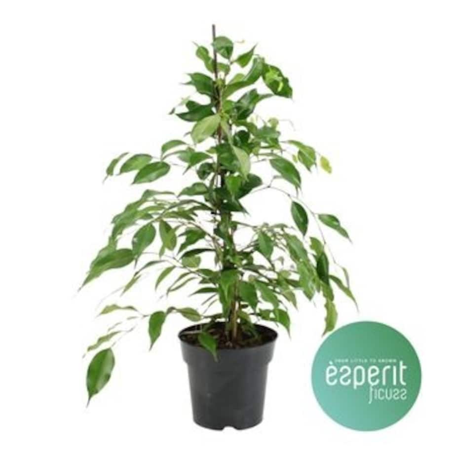 Fikus benjamina Danita– doniczka Ø 17 cm – wysokość 70 cm