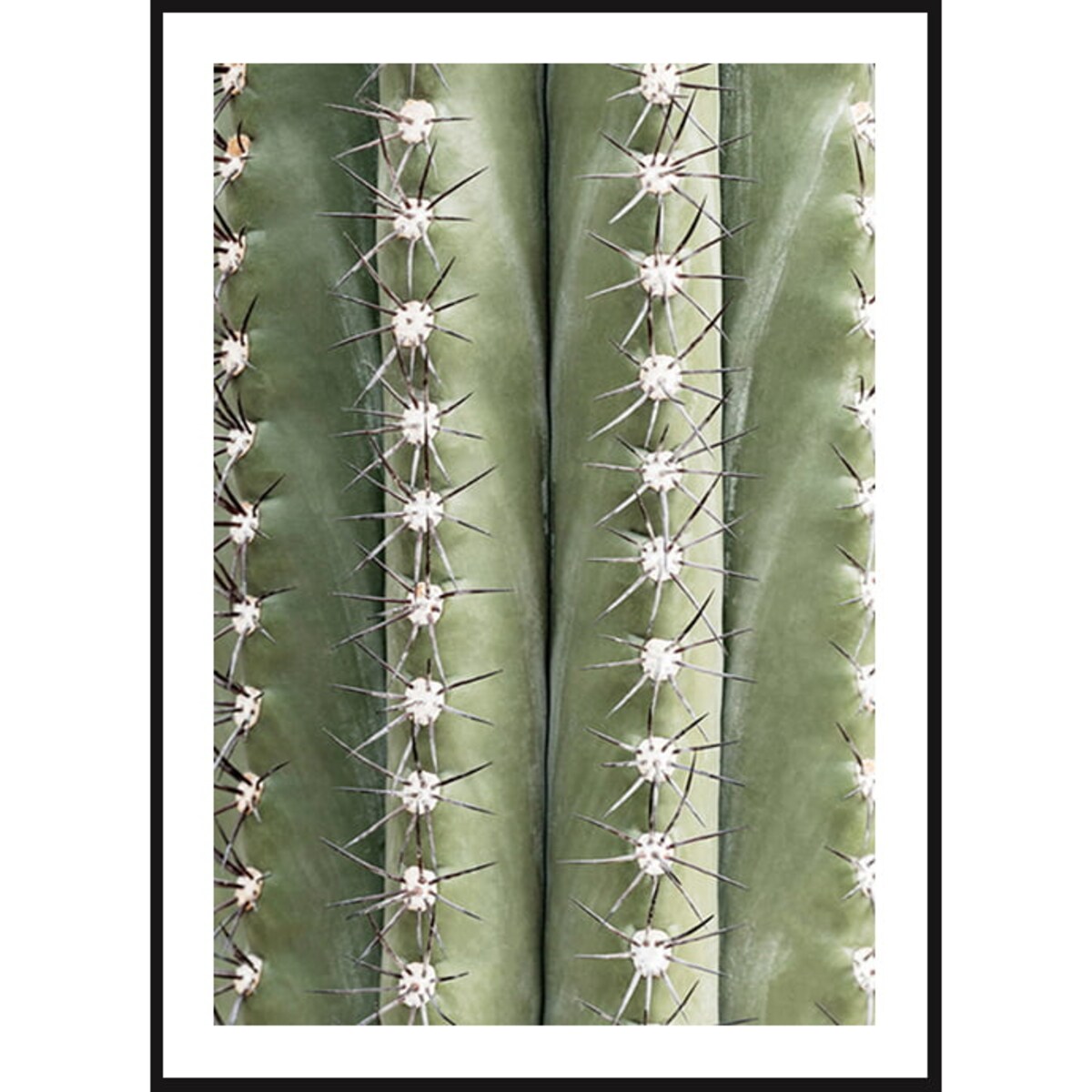 Poster Story, Plakat, Obraz - Kolce Kaktusa, wymiary 50 x 70 cm
