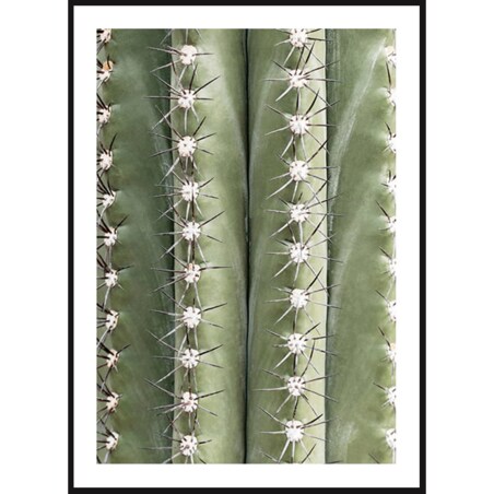 Poster Story, Plakat, Obraz - Kolce Kaktusa, wymiary 50 x 70 cm