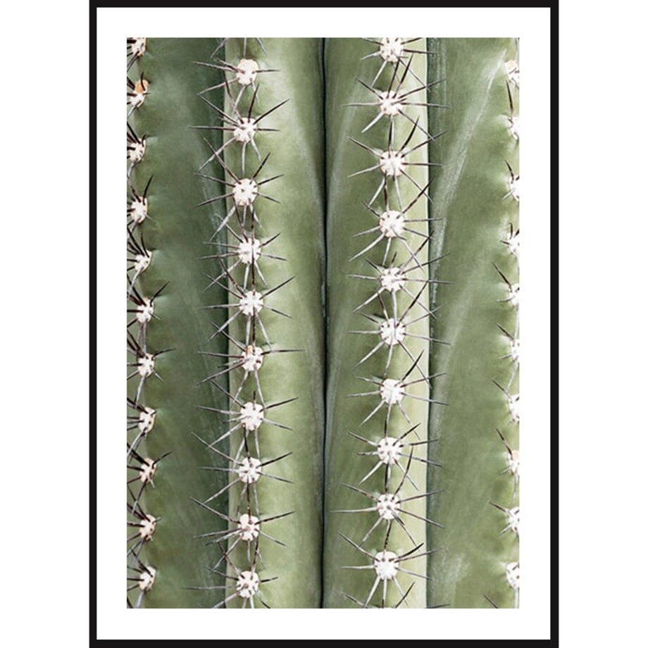 Poster Story, Plakat, Obraz - Kolce Kaktusa, wymiary 50 x 70 cm