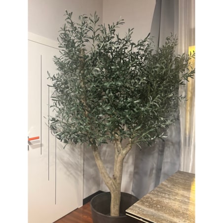 Drzewo oliwka na grubym naturalnym pniu 240 cm - olbrzymia