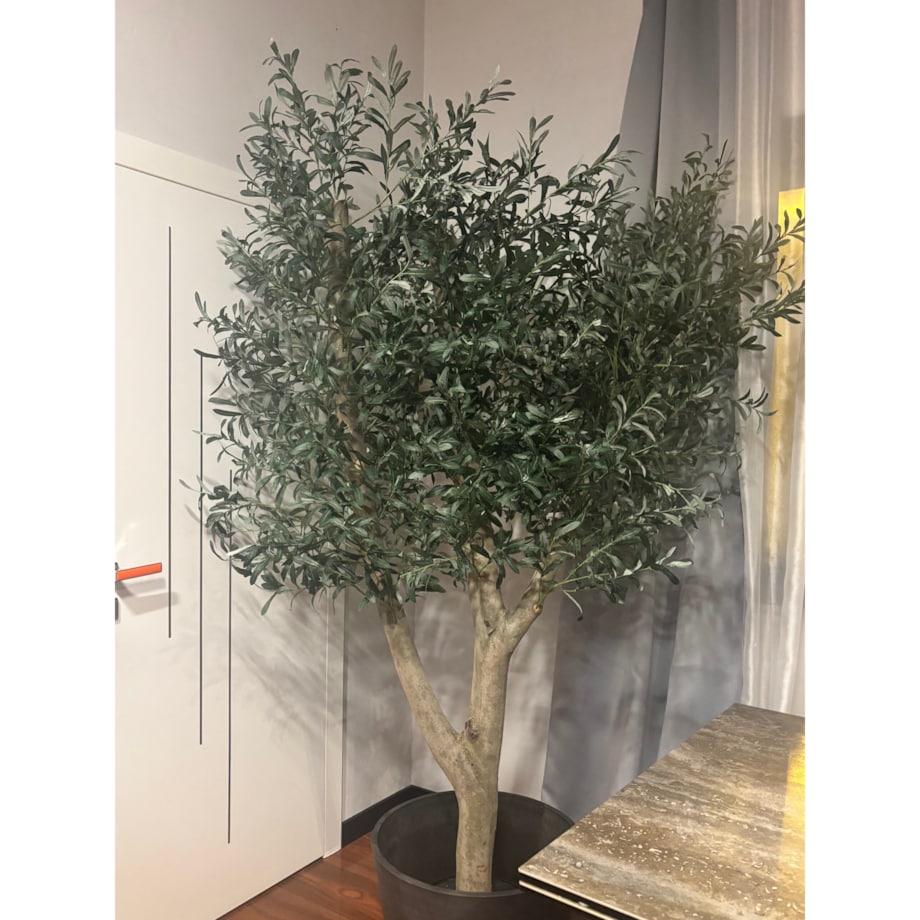Drzewo oliwka na grubym naturalnym pniu 240 cm - olbrzymia