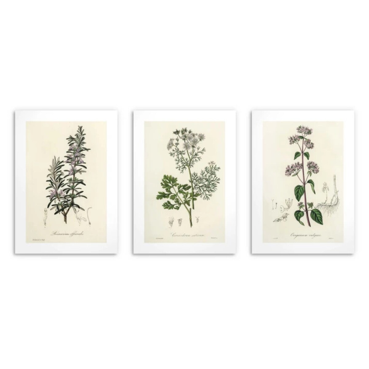 Zestaw 3 plakatów Obrazy na ścianę do Kuchni Plakaty kuchenne Zioła