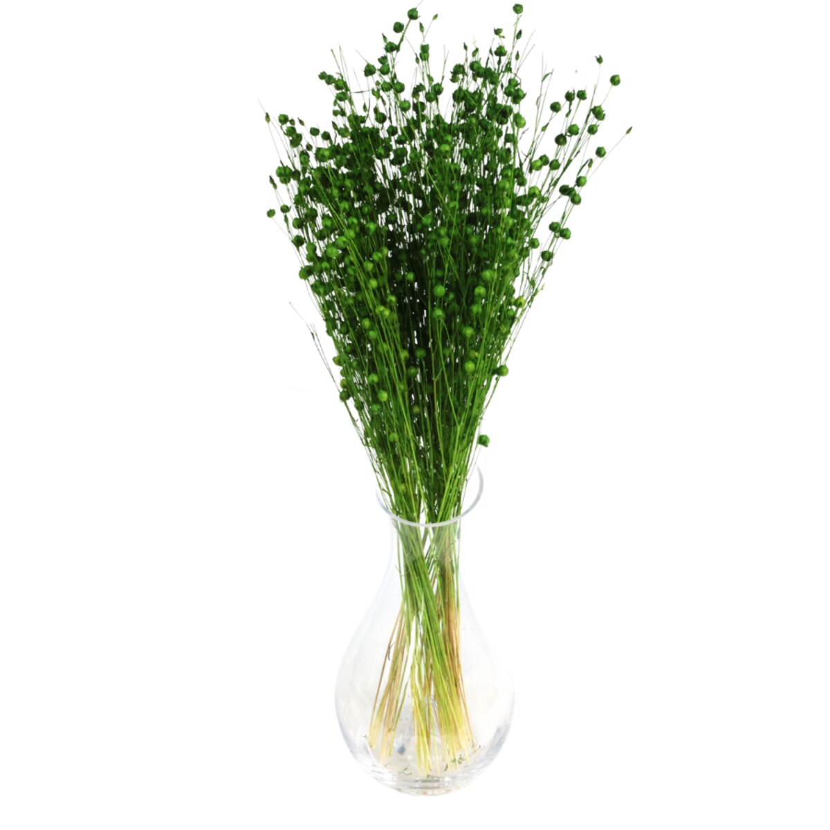 Suszony len zielony - bukiet