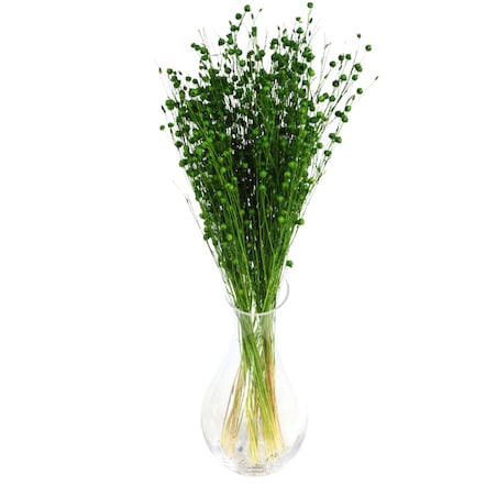 Suszony len zielony - bukiet