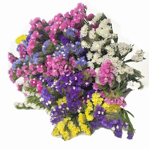 Suszony Zatrwian - Wielokolorowy Bukiet