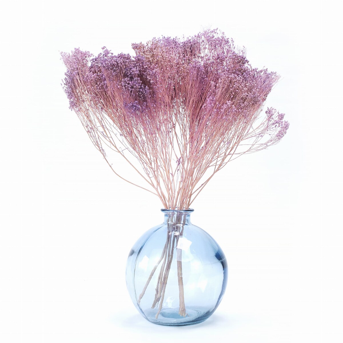Broom Bloom - Suszony Żarnowiec Jasnofioletowy