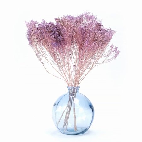 Broom Bloom - Suszony Żarnowiec Jasnofioletowy