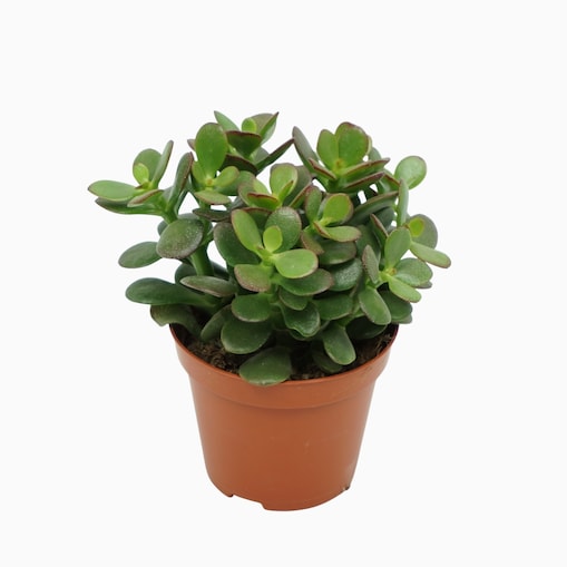 Crassula minor – Grubosz | Drzewko Szczęścia – Ø 8,5 cm – wys. 10 cm