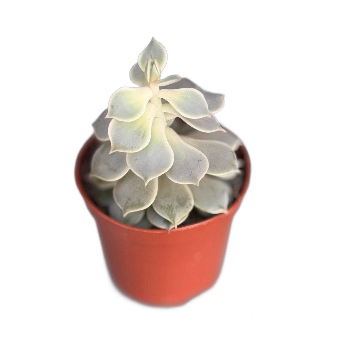 Echeveria doniczka 8,5cm wysokość 10cm