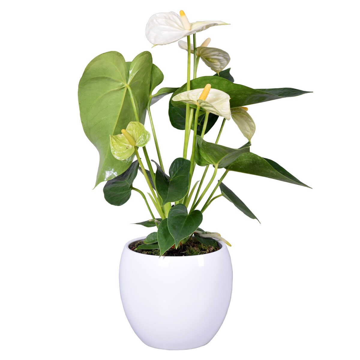 Anthurium–biała ceramiczna doniczka kula Ø13 cm|Wysokość ok. 40 cm