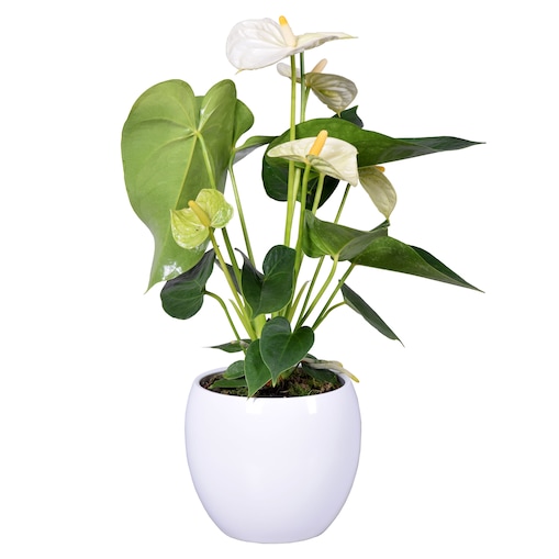 Anthurium–biała ceramiczna doniczka kula Ø13 cm|Wysokość ok. 40 cm