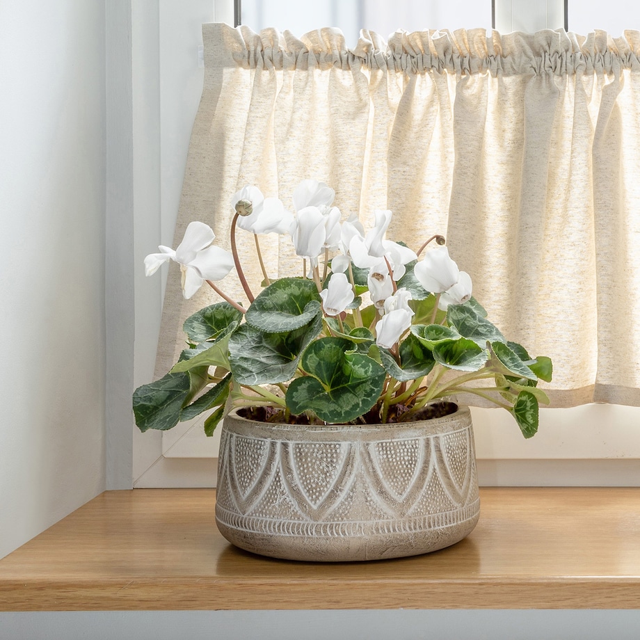 Doniczka Revole 12cm, 24 x 12 cm