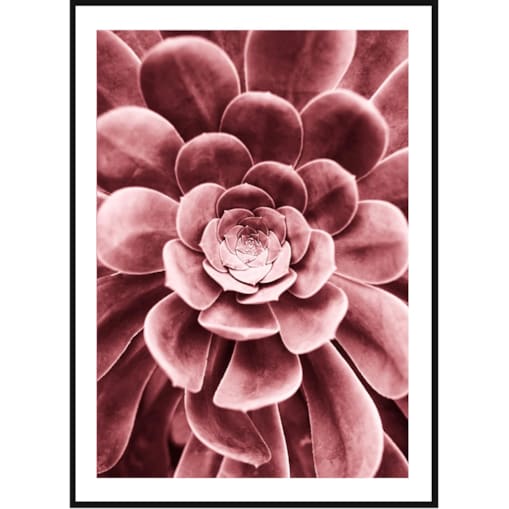 Poster Story, Plakat, Obraz - Różowy Sukulent, wymiary 50 x 70 cm