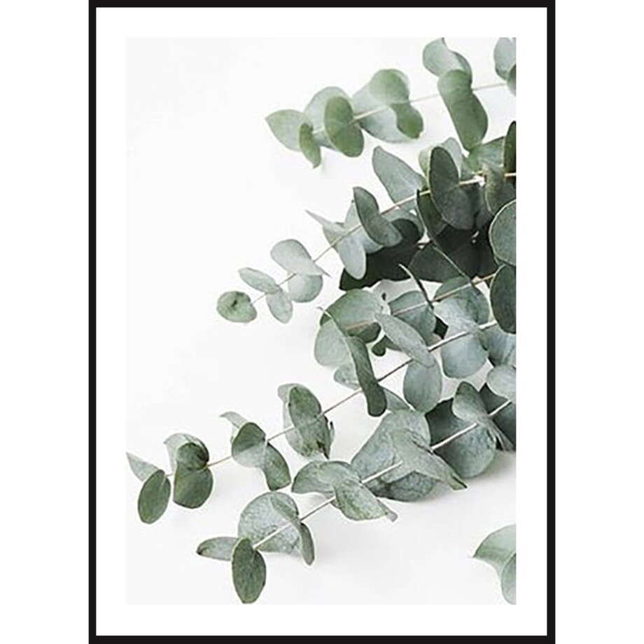 Poster Story, Plakat, Obraz - Listki Eukaliptusa No2, wymiary 50 x 70 cm