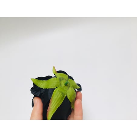 Róża sztuczna wyrobowa do wiązanek główka pąk kwiaty duża CZARNA 6szt