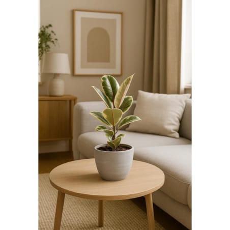 Fikus sprężysty Tineke– doniczka Ø 14 cm – wysokość 40 cm