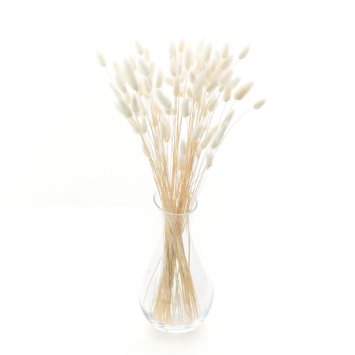 Lagurus Suszony Bianco - Dmuszek Jajowaty 70 szt.