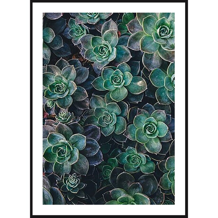 Poster Story, Plakat, Obraz - Sukulenty, wymiary 30 x 42 cm