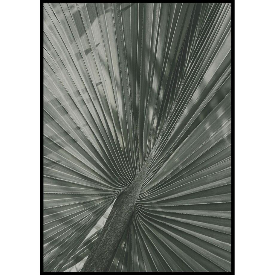 plakat liść palmowy 70x100 cm
