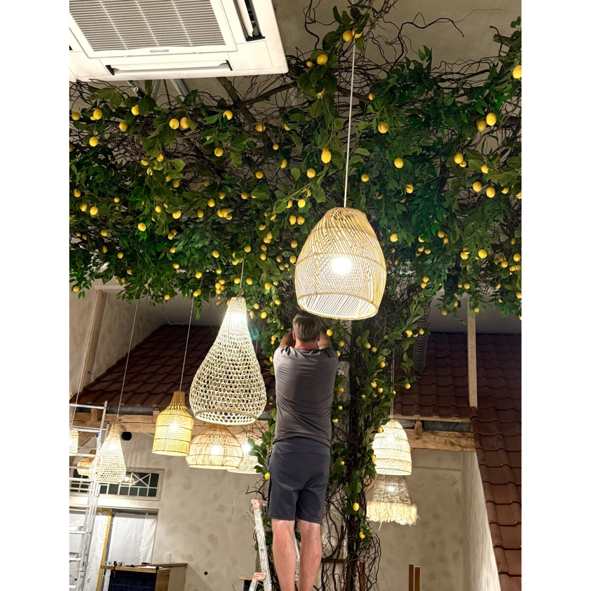 Instalacja z cytryn - drzewo cytrynowe 25m2