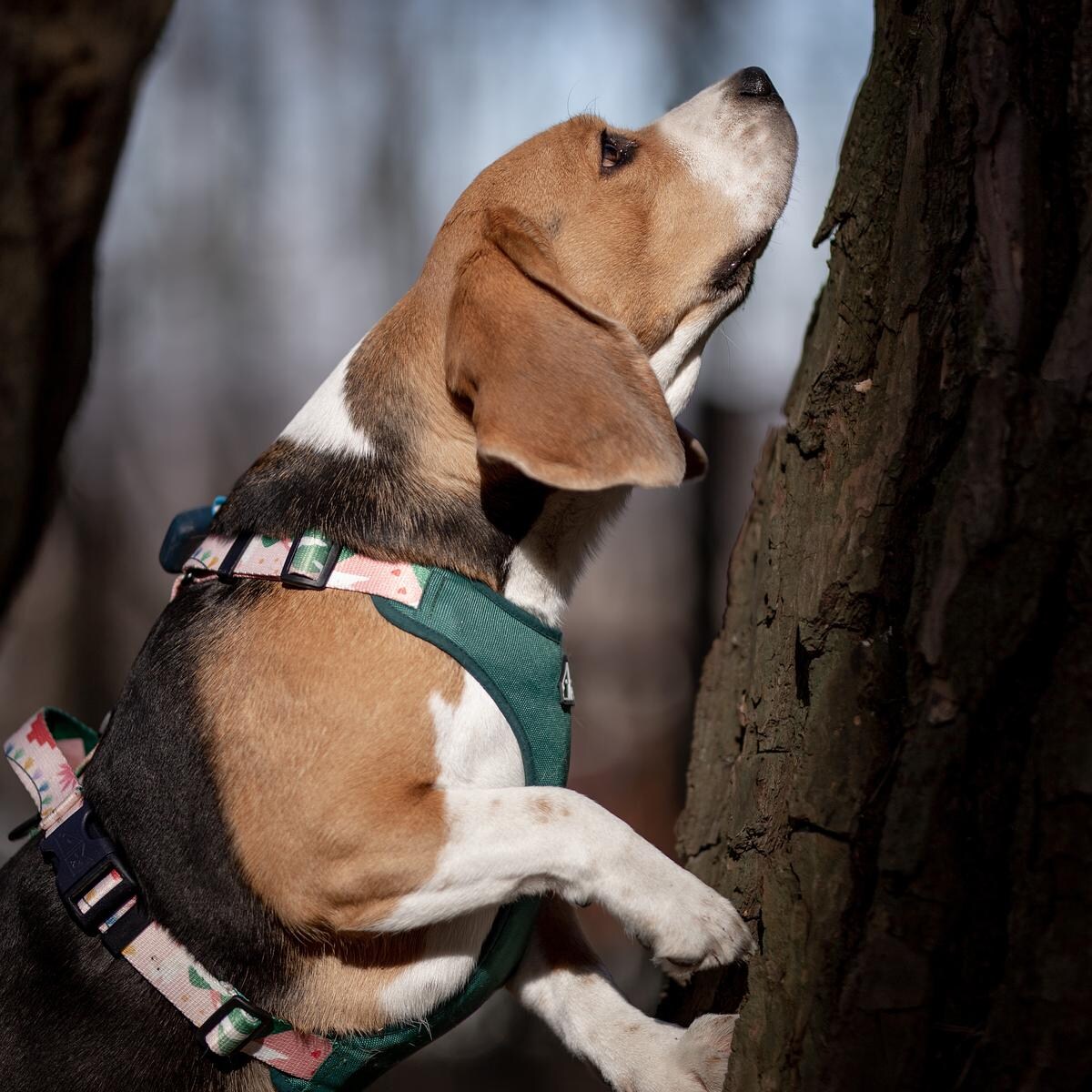 Szelki bezuciskowe dla psa lub kota "Więcej niż jedno zwierzę" - Szerokość taśmy: 25mm, Rozmiar: S