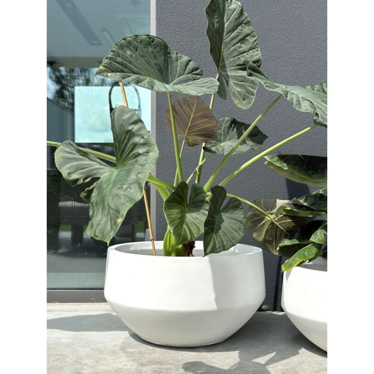 DONICZKA AMANDO BIAŁA S