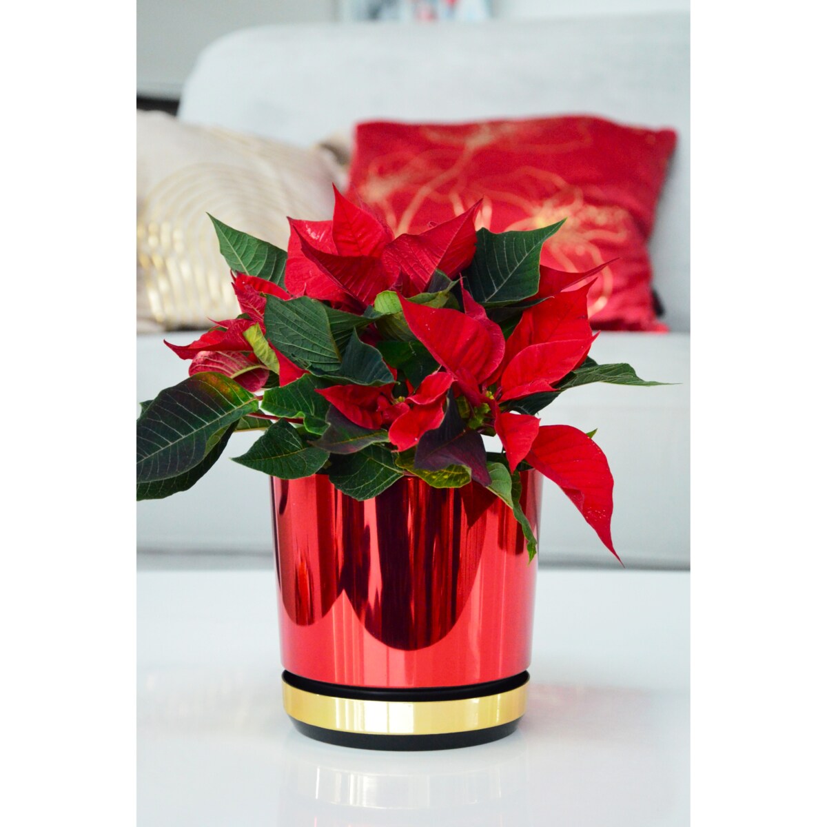 14 cm Doniczka z podstawką Czerwona + Złoty błyszczący wysoki połysk świąteczna do POINSECJI Gwiazdy Betlejemskiej dekoracja do stroików z drenażem wzór DUO/083/011