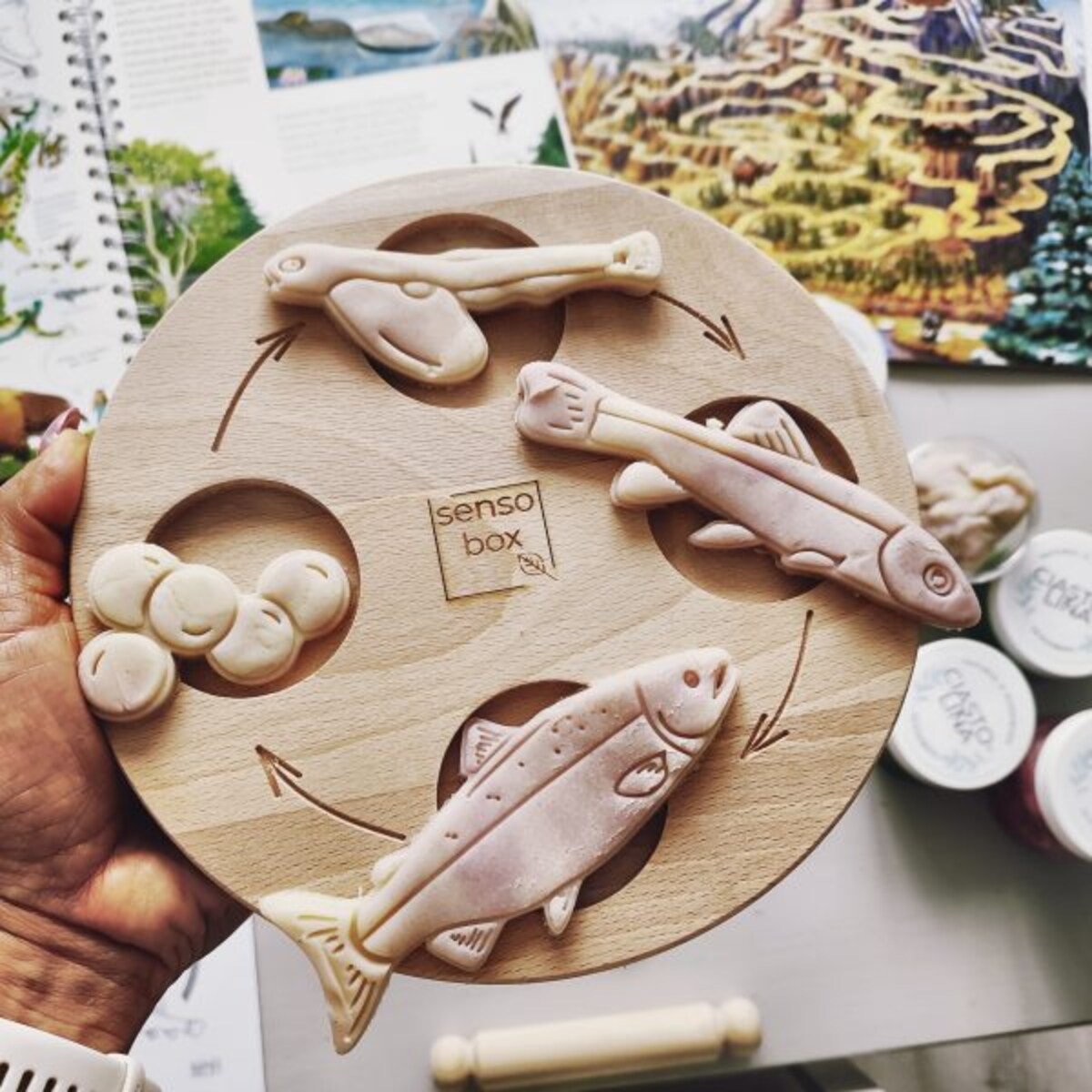 Foremki sensoryczne – Cykl Rozwoju Łososia