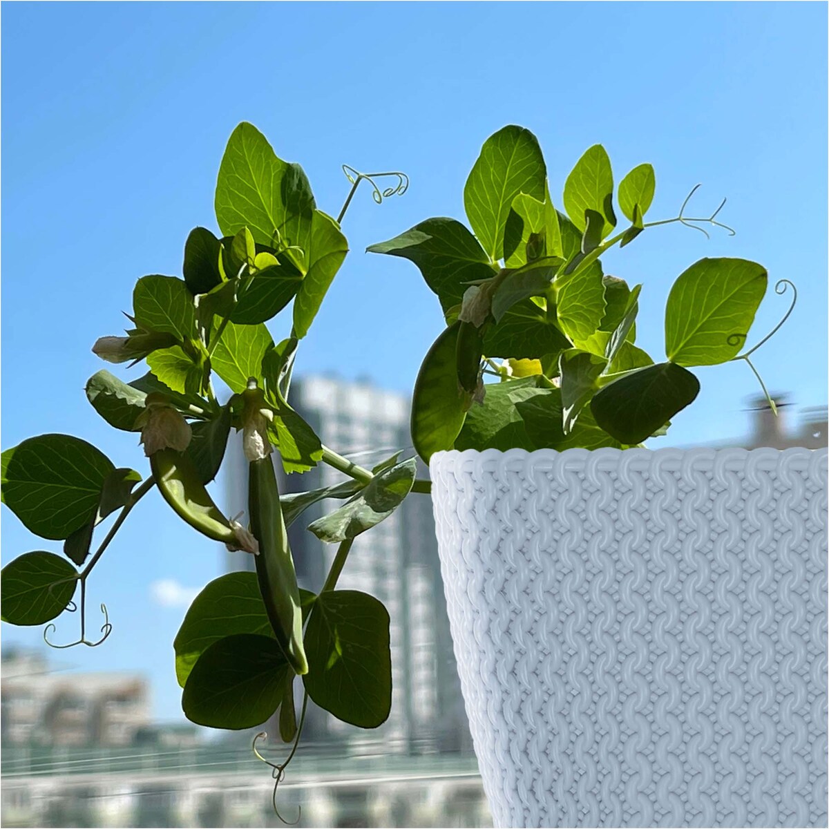 Doniczka Donica Ogrodowa Skrzynka 29,7/39,7 Cm Zestaw Na Taras Do Ogrodu Domu Biała