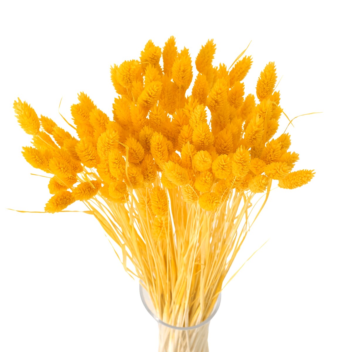 Phalaris Suszony Żółty