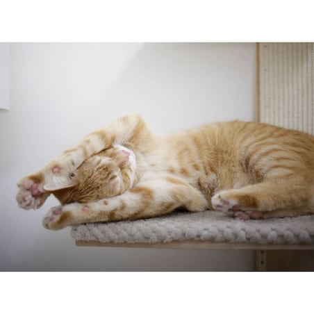 Kerbl Drapak dla kota Timber Wall, 150 cm, kolor naturalny i taupe