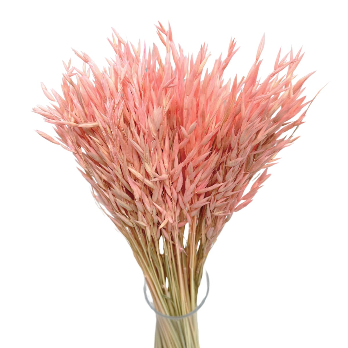 Suszony owies jasnoróżowy - bukiet suszonego zboża 50szt.