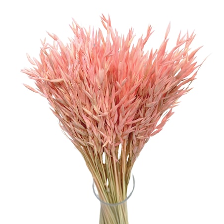 Suszony owies jasnoróżowy - bukiet suszonego zboża 50szt.