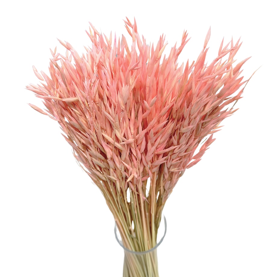 Suszony owies jasnoróżowy - bukiet suszonego zboża 50szt.