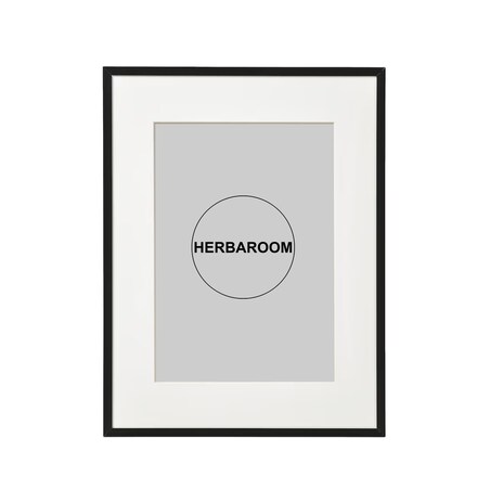 Plakat Jodła w Czarnej Ramce