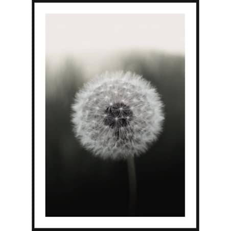 Poster Story, Plakat, Obraz - Dmuchawiec na Czarnym Tle, wymiary 60 x 84 cm