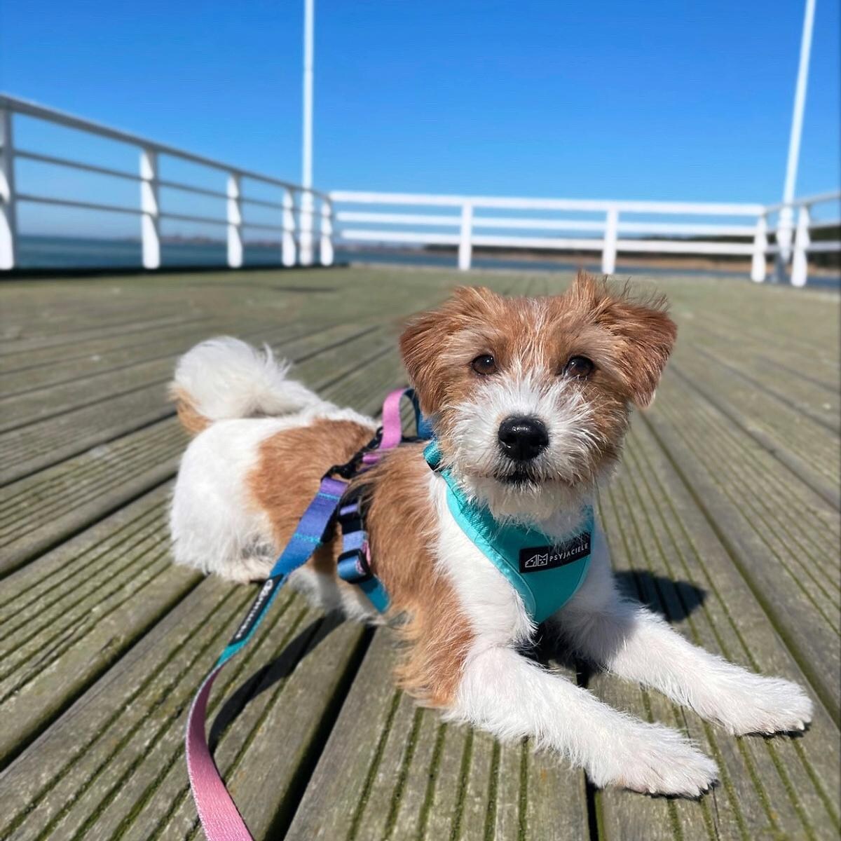 Szelki bezuciskowe dla psa lub kota "Under my ombrella" TURKUS - Szerokość taśmy: 38mm, Rozmiar: M