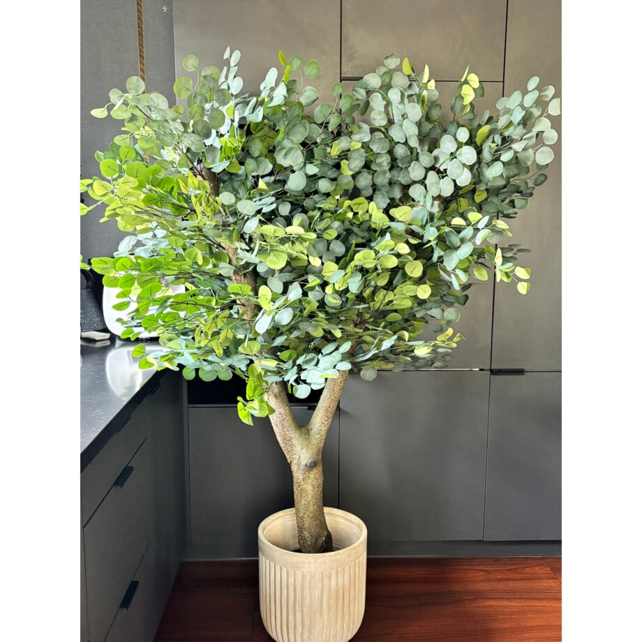 Drzewo eukaliptusa na naturalnym grubym pniu 180 cm